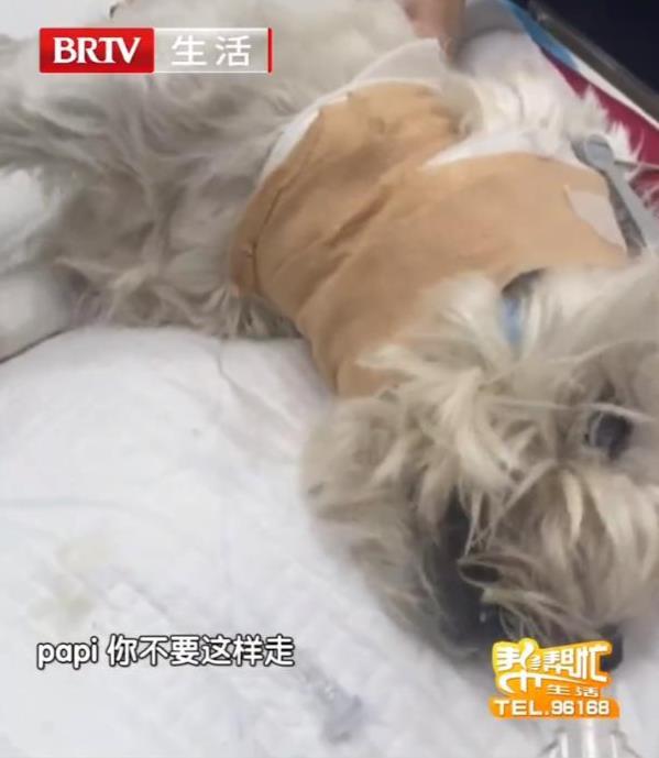 益阳指 爱犬被毒死北京女子辞职追凶, 核心问题在哪?